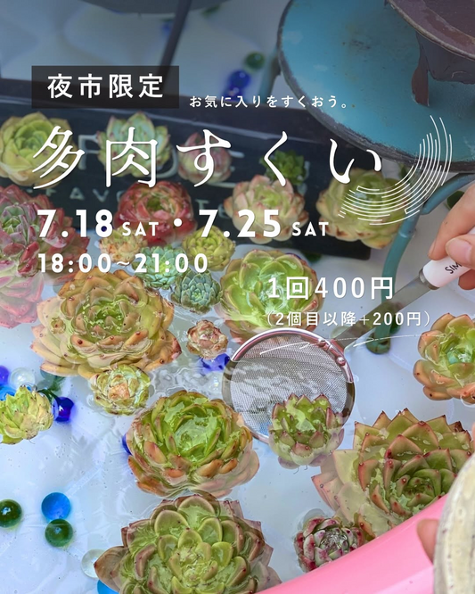 Soraniwa RAKURAKUENが多肉すくい2026を開催、夜市で選んだ多肉を寄せ植えとして持ち帰り