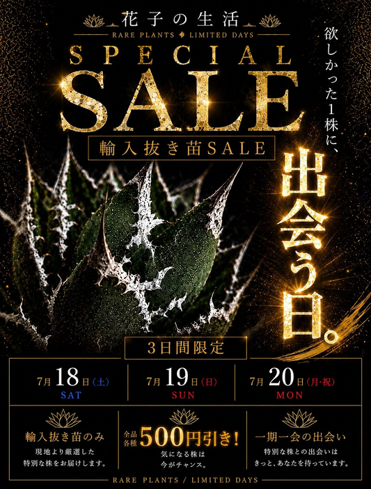 花子の生活が輸入AGAVE抜き苗SPECIALSALE2026を開催、白鯨や阿修羅などを全品500円引きで販売