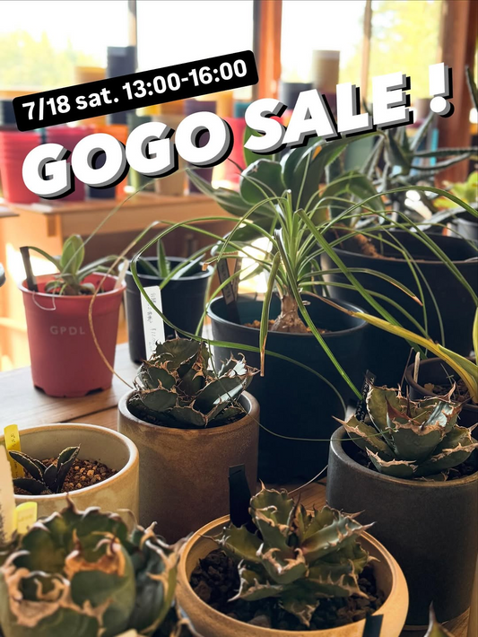 OnTheSoilUnderTheSunがGOGOSALE2026を開催、AgaveやDyckiaの特別価格販売を実施