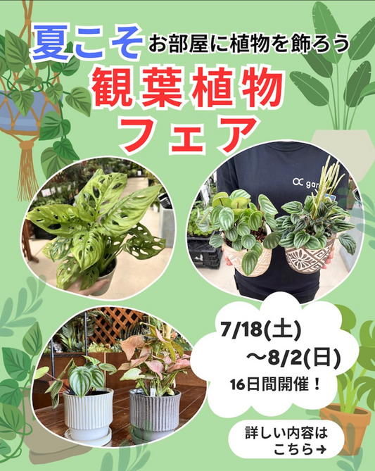 OC gardenが観葉植物フェア2026を開催、鉢同時購入割引と植替えサービスを16日間実施