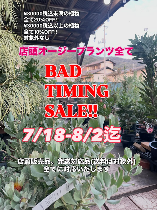 植物とお花のお店オルとグラがBADTIMINGSALE2026を開催、店頭オージープランツ全品を価格別に割引