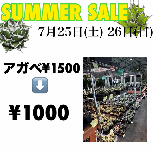 ひなたガーデンがSUMMERSALE2026を開催、アガベやサボテンを特別価格で販売