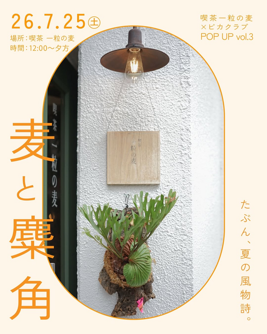 喫茶一粒の麦が麦と糜角2026を開催、ビカクシダと甘味とアートを楽しむ夏のPOPUP