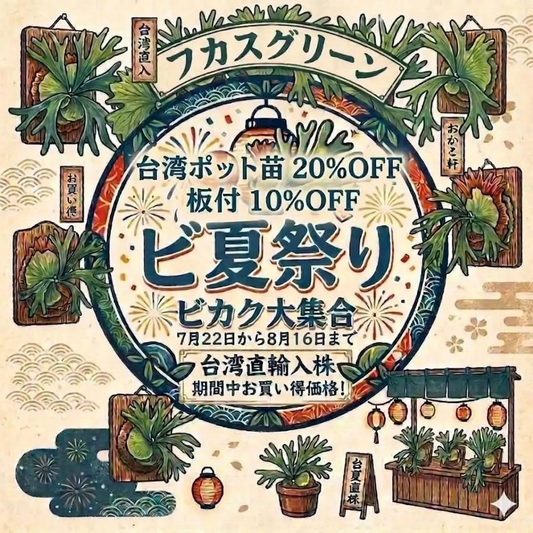 FUCASGREENがビ夏祭り2026を開催、台湾直輸入ビカクシダ苗20%OFFと板付10%OFFを実施