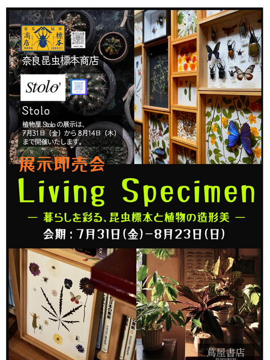 奈良蔦屋書店がLivingSpecimen2026を開催、昆虫標本と植物の造形美を展示販売