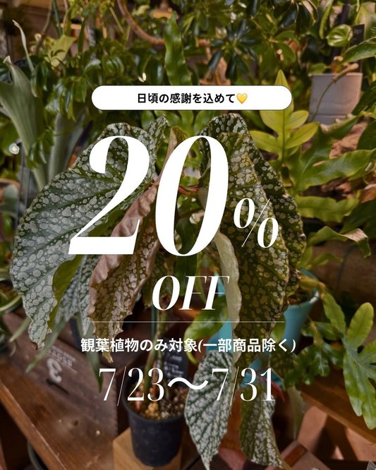 BEACONcoffeeandbakesが2026年観葉植物20%OFFSALEを開催、7月31日まで一部商品を除き割引