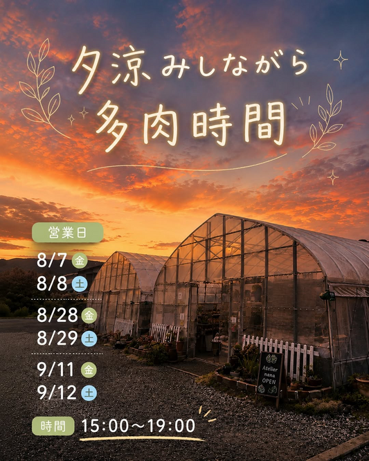 アトリエnanaが夕涼みしながら多肉時間2026を開催、夕方のビニールハウスで多肉植物を販売