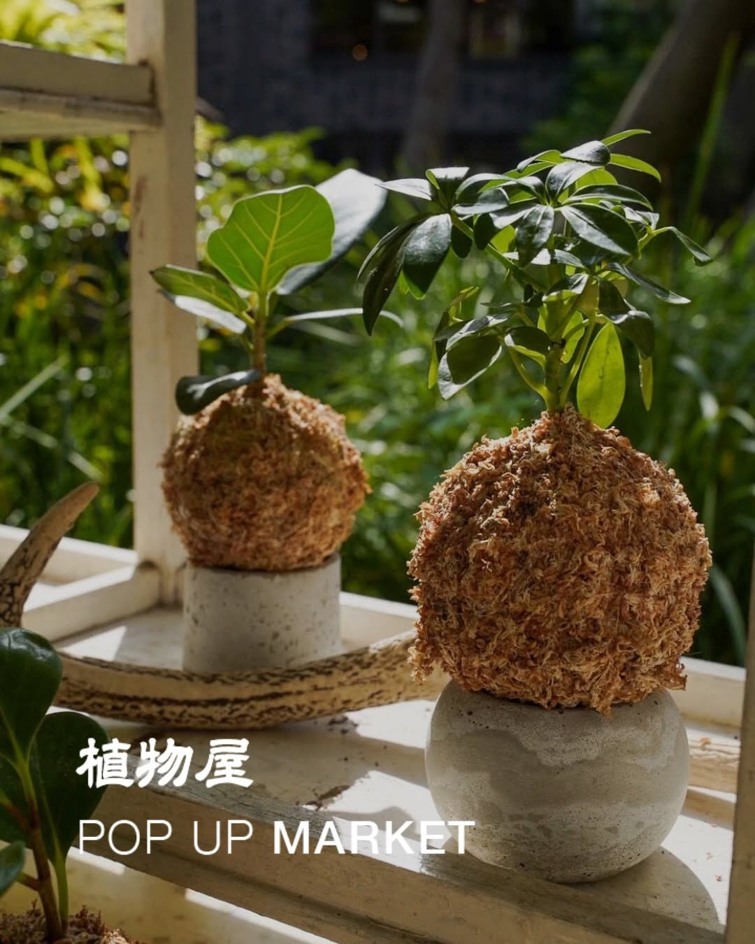 植物屋がPOPUPMARKET2026を福岡で開催、選び抜いた植物との暮らしを5日間提案
