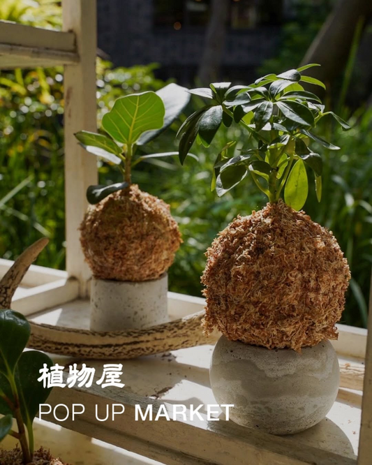 植物屋がPOPUPMARKET2026を福岡で開催、選び抜いた植物との暮らしを5日間提案