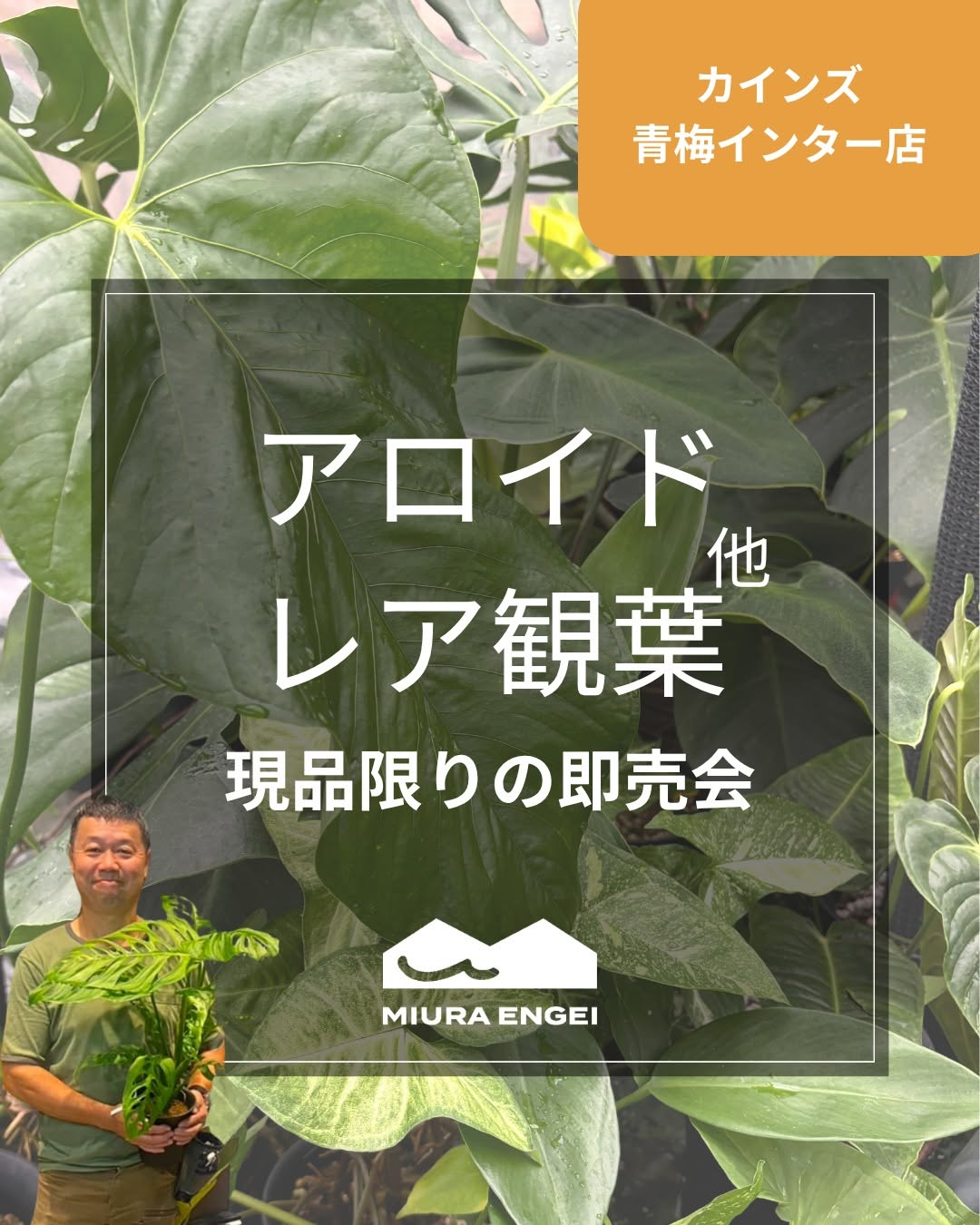 MIURAENGEIがカインズ青梅インター店で即売会2026を開催、アロイドとレア観葉植物の現品限り商品を販売