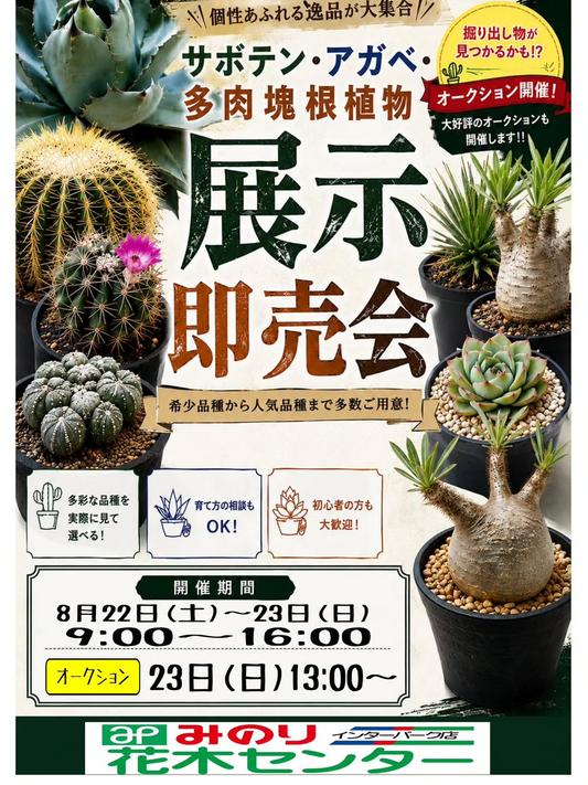 みのり花木センターインターパーク店が2026年多肉塊根植物展示即売会を開催、サボテンとアガベのオークションを実施