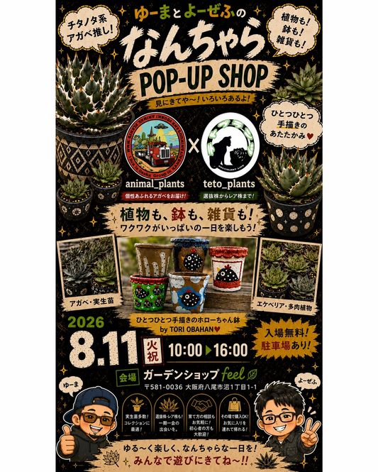 ゆーまとよーせふのなんちゃらPOP-UP SHOP2026を八尾で開催、アガベ実生苗と手描き鉢を販売
