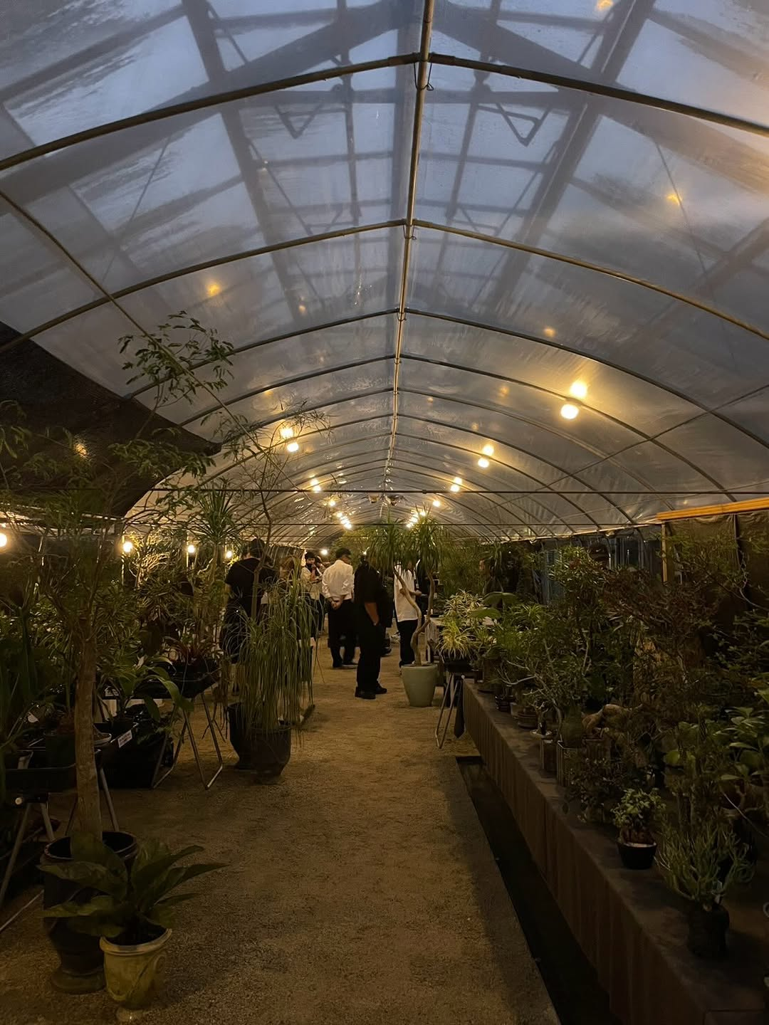 8788花🪷葉っぱ🌿ナイター2026が群馬で開催、両日販売ゲストを招く夜間展示販売