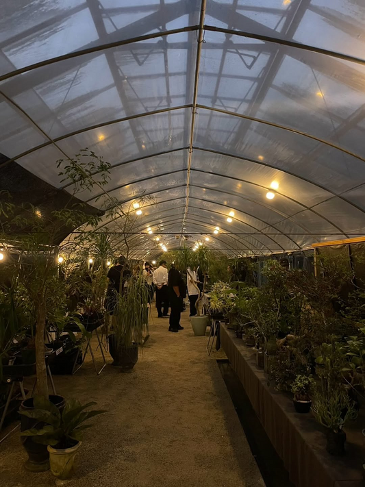 8788花🪷葉っぱ🌿ナイター2026が群馬で開催、両日販売ゲストを招く夜間展示販売