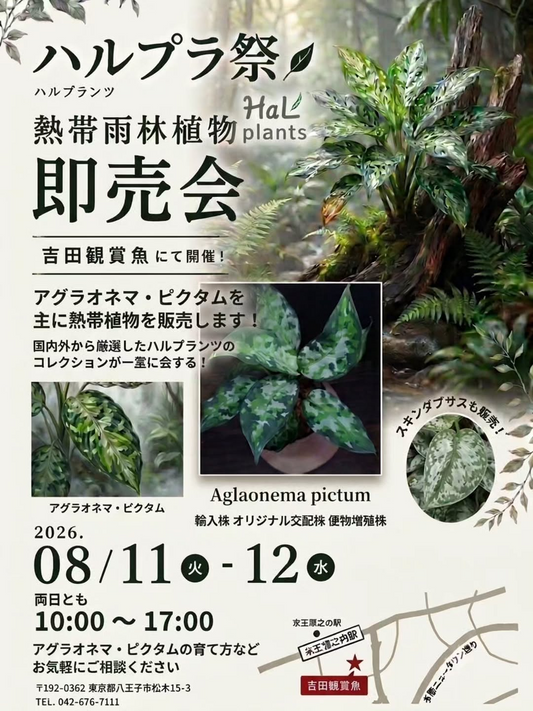 吉田観賞魚がハルプラ祭2026を開催、Aglaonema pictumとスキンダプサスを八王子で販売