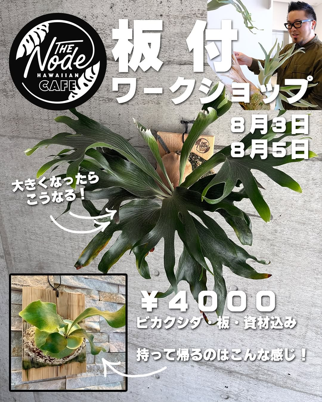 TheNodeHawaiianCafeがビカクシダ板付ワークショップ2026を開催、初心者がヒリー系品種の板付と育て方を学べる機会に - リーフラ編集部