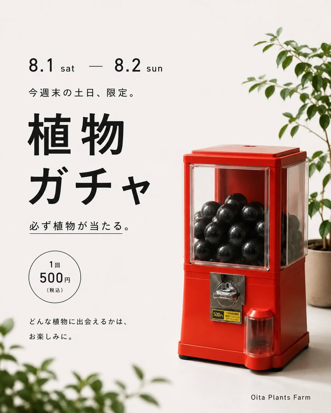 OitaPlantsFarmが2026年限定植物ガチャを開催、1回500円で植物との偶然の出会いを楽しめる2日間 - リーフラ編集部