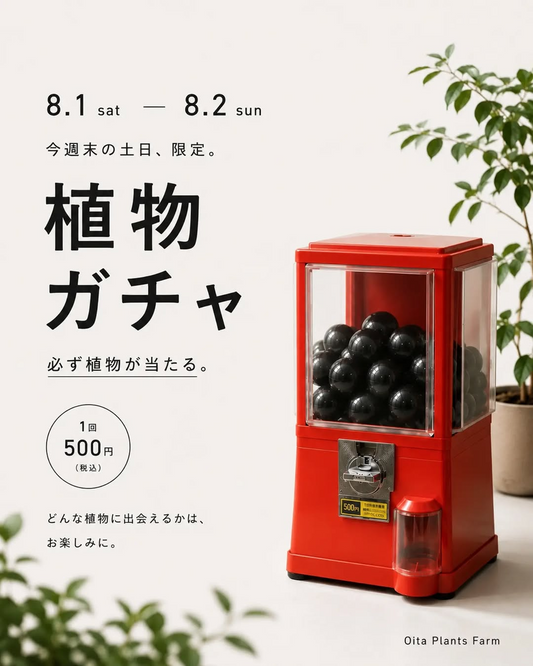 OitaPlantsFarmが2026年限定植物ガチャを開催、1回500円で植物との偶然の出会いを楽しめる2日間