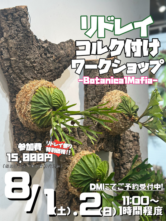 BotanicalMafiaがリドレイコルク付けワークショップ2026を開催、実演指導と植物選びを店舗で体験