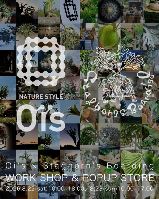 Oi'sがOi's×Staghorn'sBoardingWORKSHOP&POPUPSTORE2026を開催予定、ビカクシダ板付けワークショップを宮城県石巻市で実施