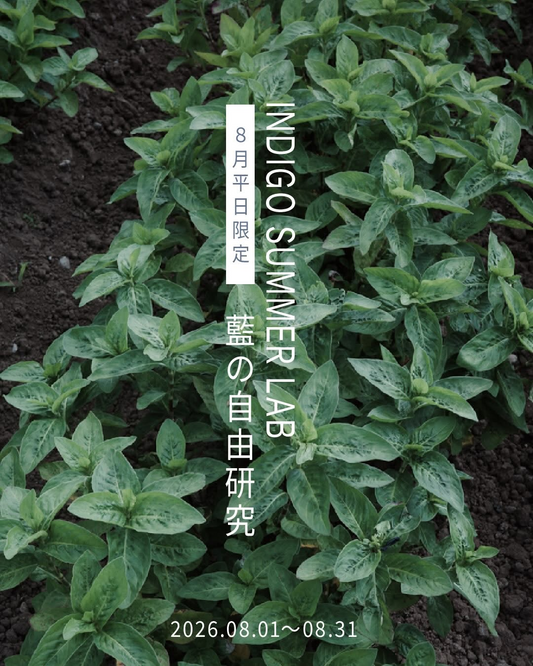 大多喜有用植物苑が藍の自由研究INDIGO SUMMER LABを開催、藍畑観察と藍染め体験を実施