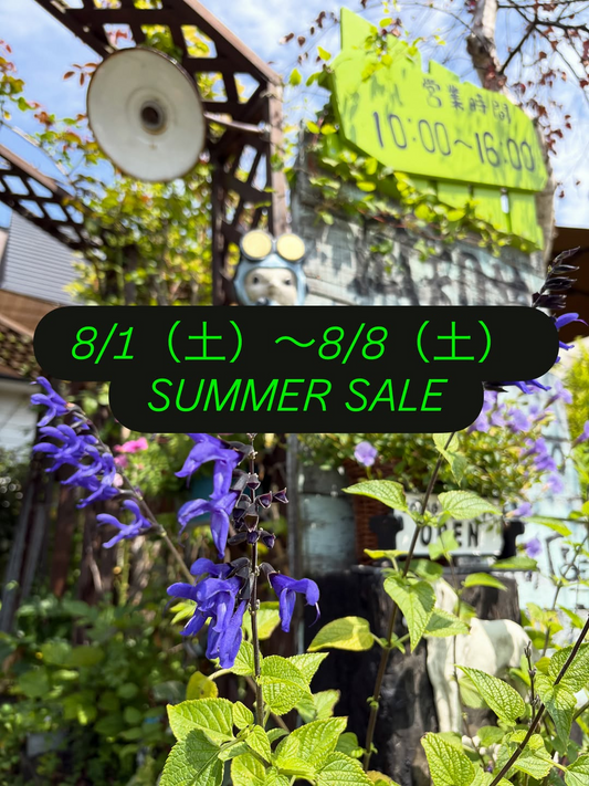 ガーデニングショップ風知草がSUMMER SALEを開催、植物を割引販売する2026年夏の企画