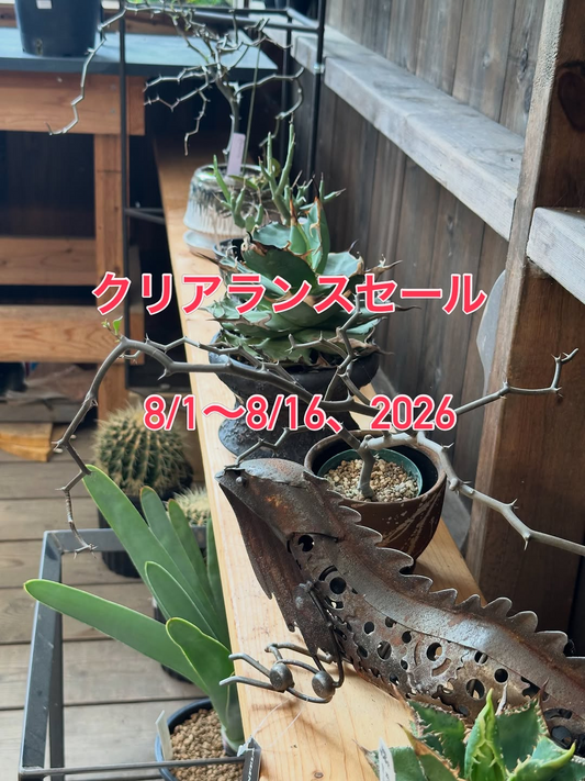 Coppice GARDENがクリアランスセール2026を開催、アガベやコーデックスを割引販売する夏休み特別企画