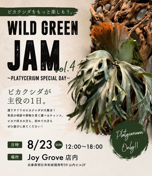 WILD GREEN JAM vol.4がビカクシダ特別イベントを開催、PLATYCERIUM SPECIAL DAYをJoy Groveで実施