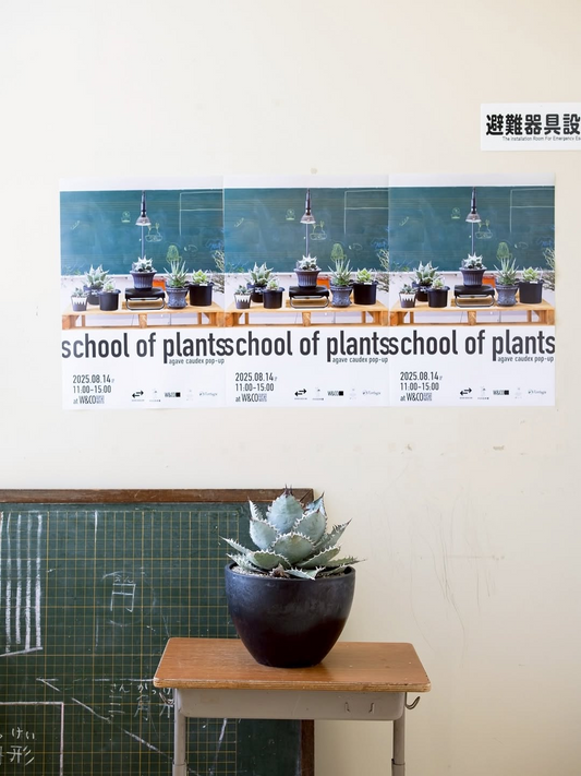 school of plants 2025がagave caudex pop-upを開催、旧桜小学校でアガベや塊根植物を販売