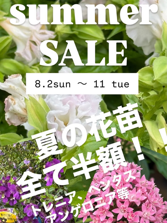 plants and cafe LiGOが2026 summer SALEを開催、夏の花苗半額販売と植物割引企画を実施