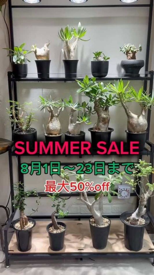 jako_plantsがSUMMER SALEを開催、塊根植物と多肉植物を最大50%offで販売