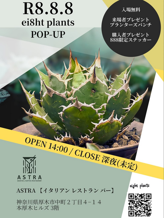 ei8ht plantsがR8.8.8 POP-UPをASTRAで開催、アガベと塊根植物の展示販売イベント
