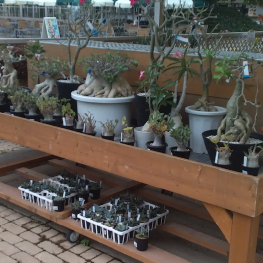 あしかがフラワーパーク真夏の特別セールが植物を割引販売、パキポディウムや多肉植物の特価企画を実施