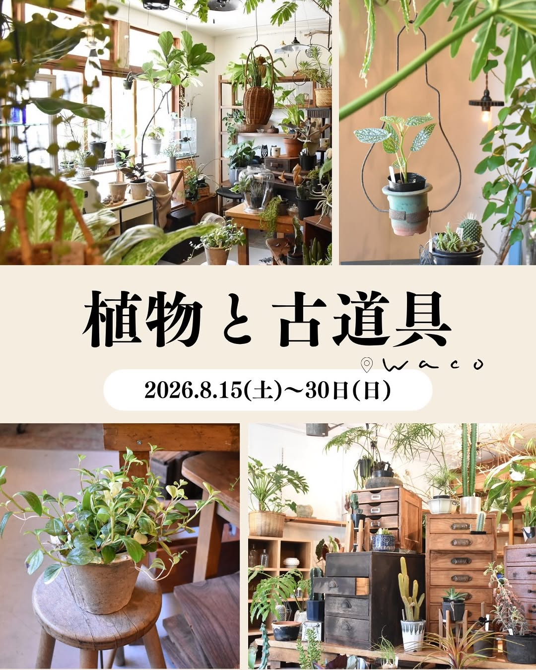 wacoが植物と古道具を開催、植物と古道具を組み合わせた展示販売を鎌ケ谷市で実施