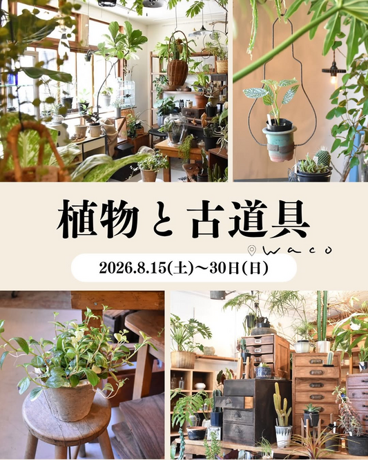 wacoが植物と古道具を開催、植物と古道具を組み合わせた展示販売を鎌ケ谷市で実施