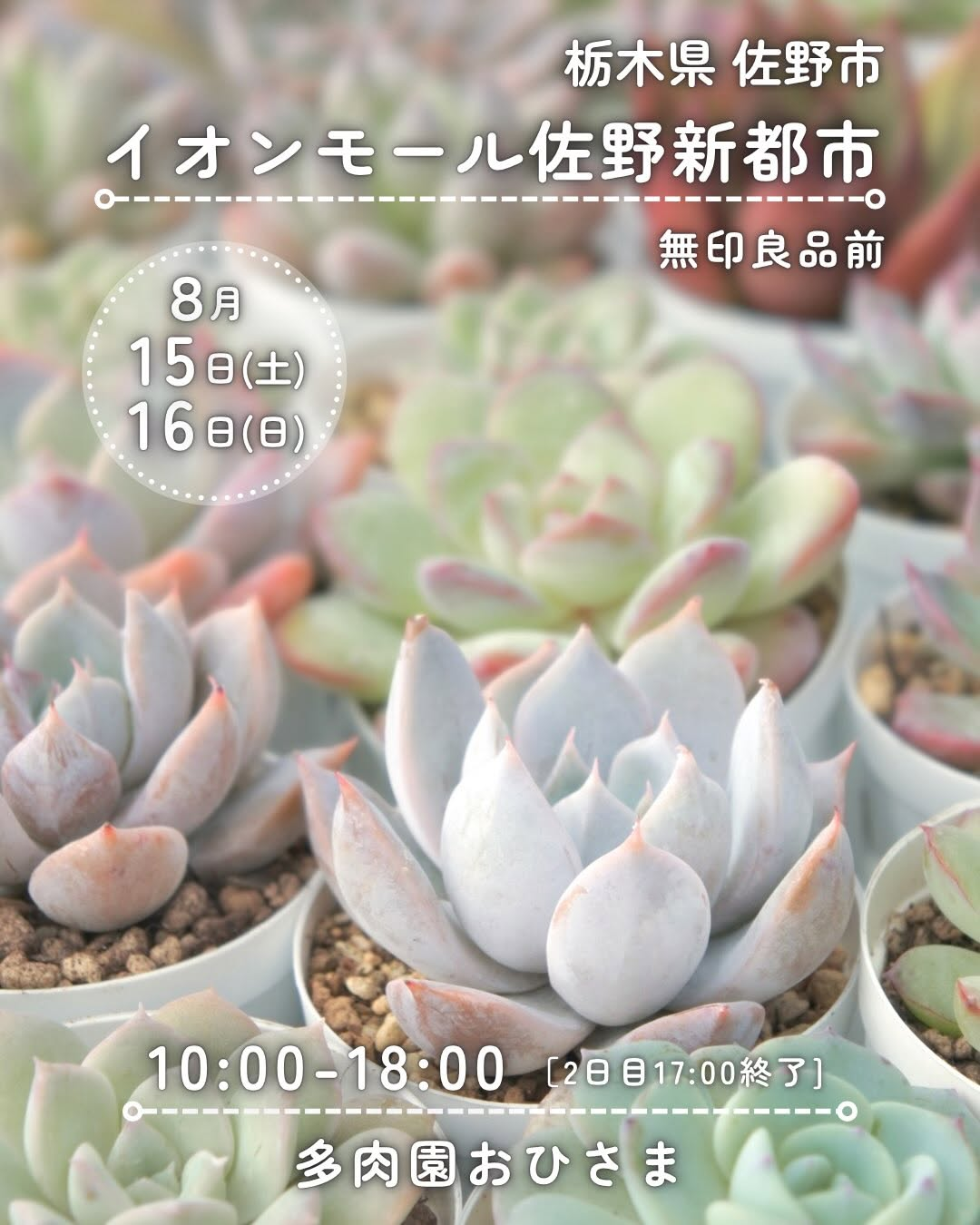 多肉園おひさまが多肉販売と寄せ植えワークショップを開催、イオンモール佐野新都市で苗選びを楽しめるイベント