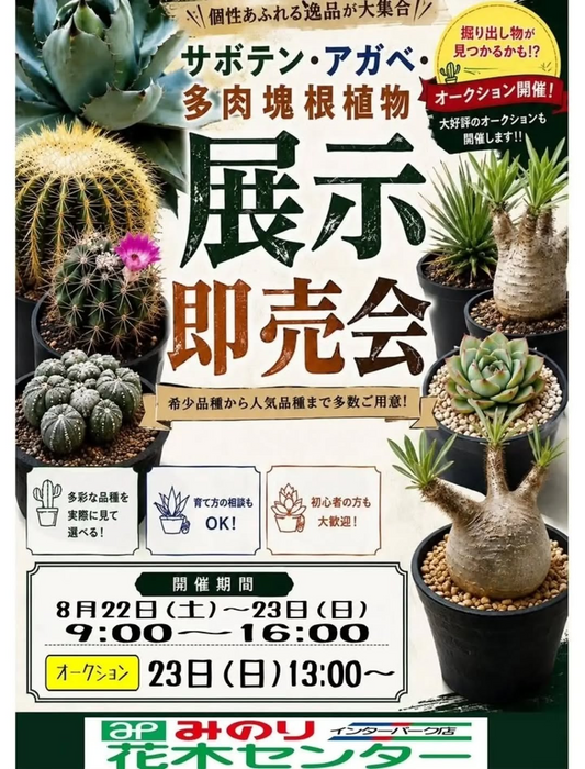 みのり花木センターでサボテン・アガベ・多肉塊根植物展示即売会2026を開催、8月23日はオークションも実施
