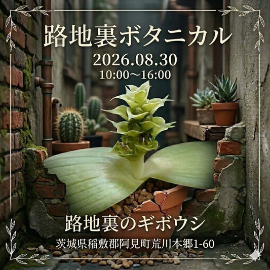 路地裏ボタニカル2026が植物関連イベントを開催、ワイルドプランツ路地裏のギボウシで出店者が集結