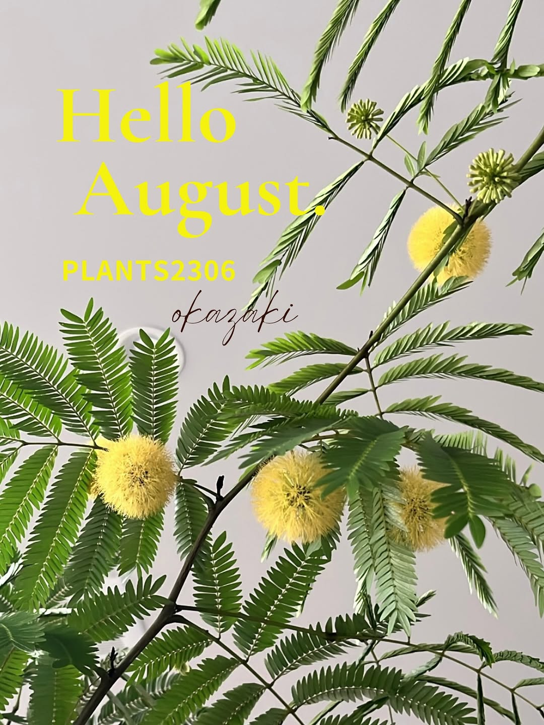 PLANTS2306 岡崎店が2026年8月のお知らせを公開、ポイント6倍DAYと植物10％OFF SALEを実施