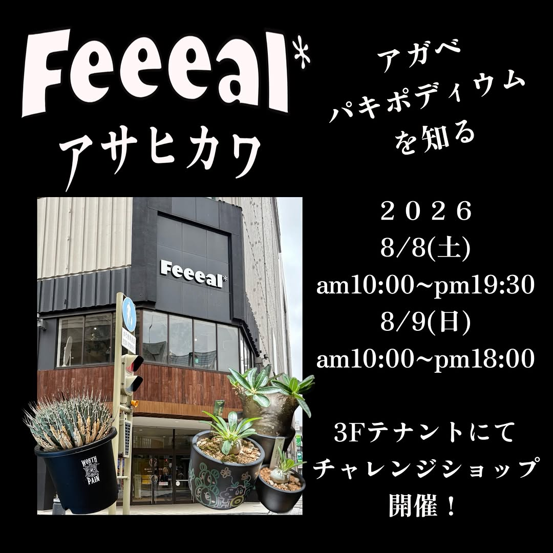 HORN&SPINAがFeeeal旭川チャレンジショップを開催、アガベとパキポディウムを知る植物展示販売イベント
