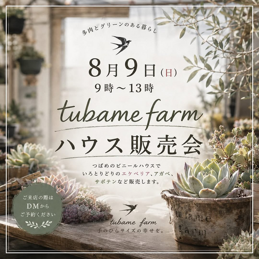 tubame farm ハウス販売会がエケベリアやアガベを販売、岡山県赤磐市のビニールハウスで開催