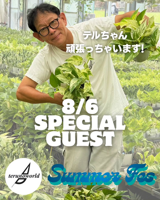 Bee garden Summer FesでテルノさんゲストYouTube LIVE販売、ポトス品種を紹介する植物販売企画