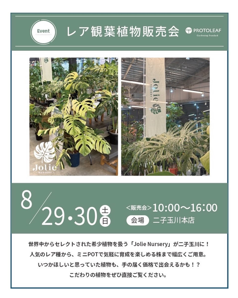 Jolie Nurseryがレア観葉植物販売会2026を開催、希少植物がプロトリーフ二子玉川本店に登場