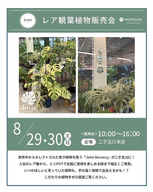 Jolie Nurseryがレア観葉植物販売会2026を開催、希少植物がプロトリーフ二子玉川本店に登場