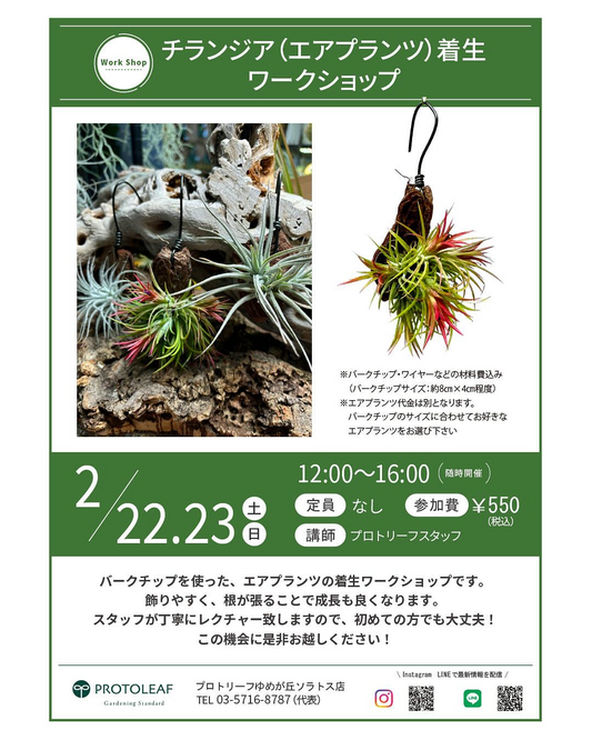 プロトリーフゆめが丘店がエアプランツ着生ワークショップを開催、初心者向け体験で新しい楽しみ方を提案