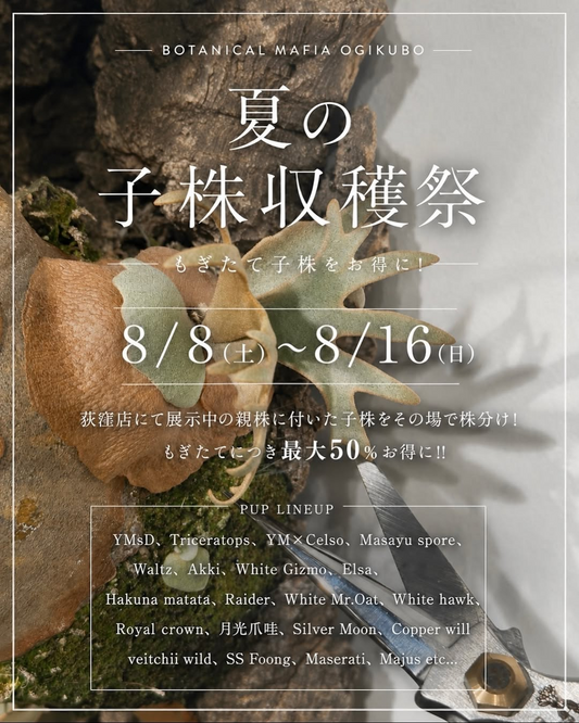 BotanicalMafia荻窪店が夏の子株収穫祭2026を開催、親株から株分けした子株を特別価格で販売