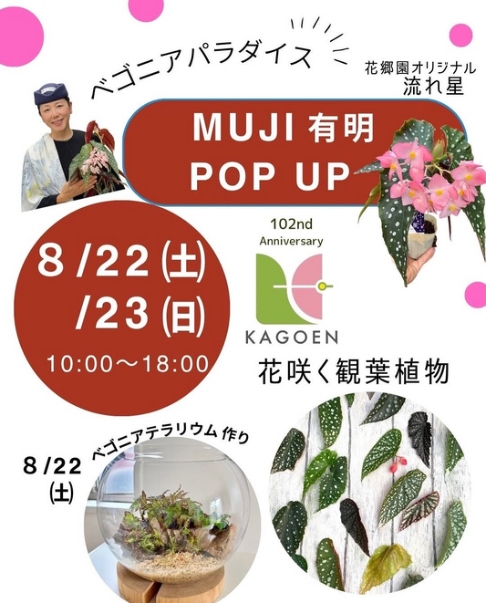 ベゴニアパラダイス in MUJI 有明が花郷園のPOP UPを開催、ベゴニア植物とテラリウム作りを展開