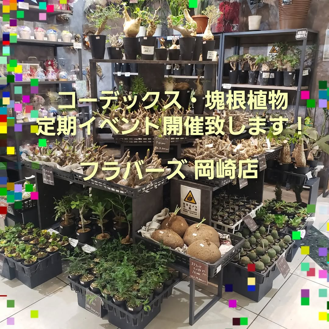 フラバーズ岡崎店がコーデックス・塊根植物定期イベント2026を開催、8月10日からレギュラー販売を開始