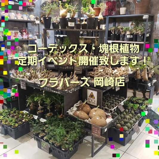 フラバーズ岡崎店がコーデックス・塊根植物定期イベント2026を開催、8月10日からレギュラー販売を開始