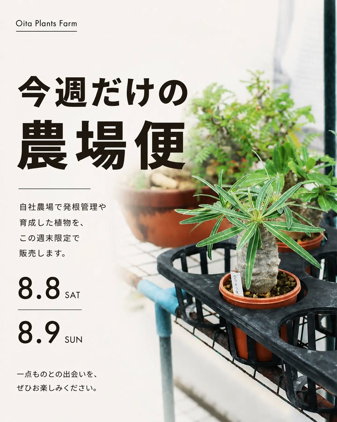 オオイタプランツファームが今週だけの農場便2026を開催、自社農場で育成した植物を週末限定販売
